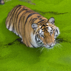 young sumatran tiger