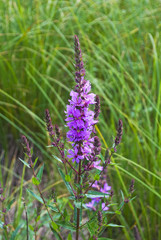 Èâàí-÷àé, êèïðåé, Chamerion angustifolium