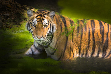 young sumatran tiger
