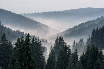 Foggy Landscape. View From Mountains to the Valley Covered with Foggy. - obrazy, fototapety, plakaty