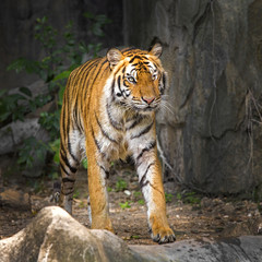 young sumatran tiger