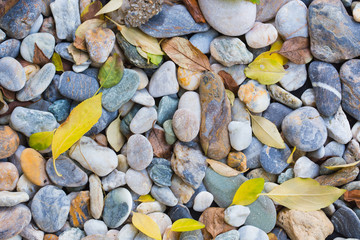 autumn leaves on the rocks