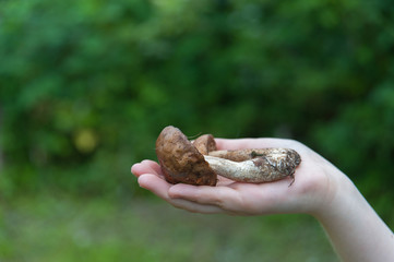 mushrooms, aspen mushrooms