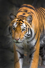 young sumatran tiger