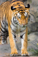 Fototapeta na wymiar young sumatran tiger
