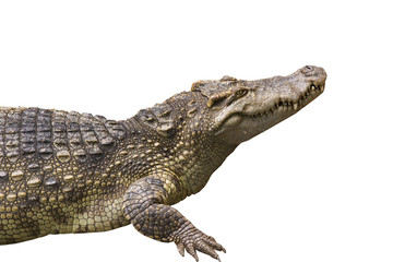 Wildlife crocodile open mouth isolated on white background