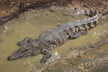 Crocodile is between land and water