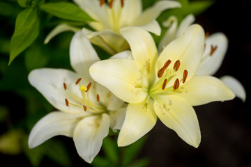 Fototapeta na wymiar Yellow Lily Flowers in the Garden