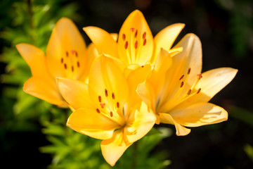 Yellow Lily Flowers in the Garden