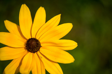 yellow black-eyed susan wildflower close up