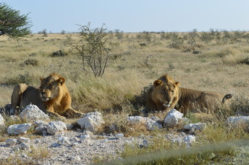 Löwen in Namibia