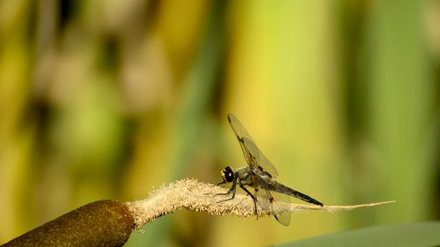Vierfleck, Libellula quadrimaculata, einheimische Libelle
