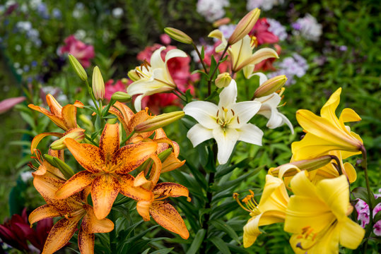Fototapeta Group of orange, yellow, white color lily flowers blossom in the garden