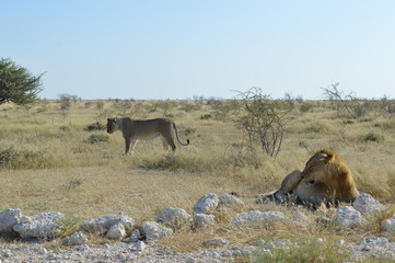 Fototapeta na wymiar Zwei Löwen im Etosha-Park