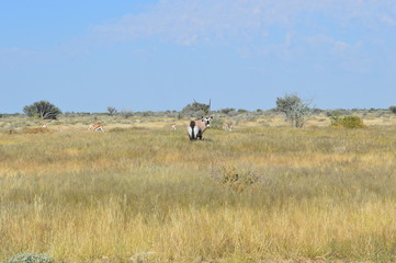 Naklejka na ściany i meble Springbock in Namibia