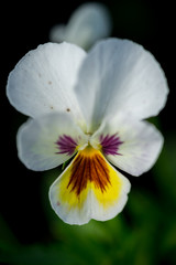 Fototapeta na wymiar Pansy violet flower on a natural background