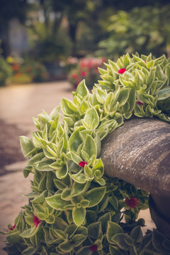 Green foilage in large planter