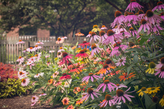Cone flowers