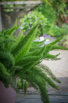 Asparagus Fern