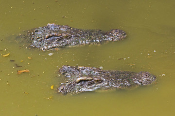 Crocodile is between land and water