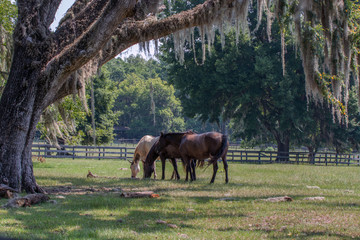 Three horses in a pasture with live oak tree and draping Spanish moss