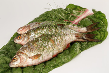 rotauge