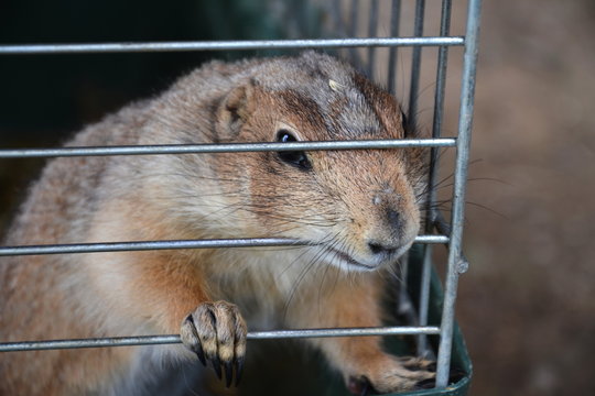 Horizontal picture of prairie dog locked in a cage