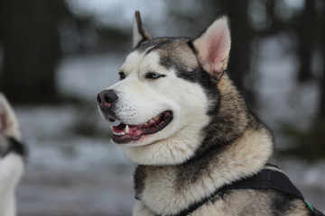 A Siberian husky in harness.

