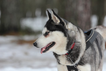 A Alaskan Malamute in harness.
