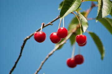 cherry