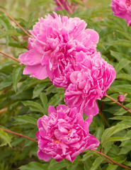 Pink peonies