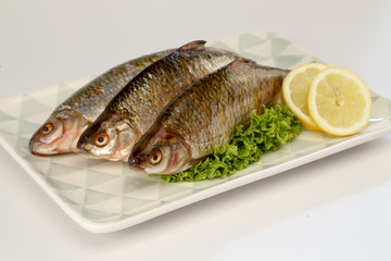 rotauge