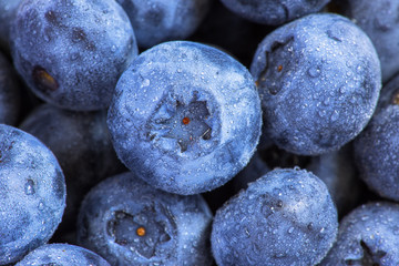 Swamp blueberry with water drops close up