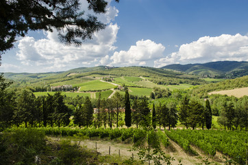 cultivate wine in Tuscany