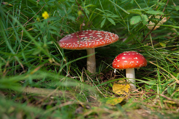 toadstools