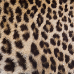 Naklejka premium Jaguar, leopard and ocelot skin texture