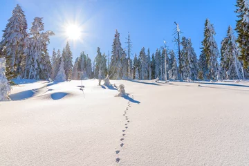 Crédence de cuisine en verre imprimé Hiver Footprints in snow and winter trees on sunny winter day, Gorce Mountains, Poland