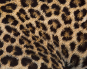 Jaguar, leopard and ocelot skin texture