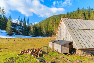 Wooden hut on meadow with blooming crocus flowers in Chocholowska valley, Tatra Mountains, Poland