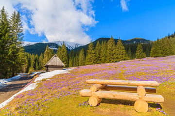 Fototapeta premium Wooden picnic table on meadow with blooming crocus flowers in Chocholowska valley, Tatra Mountains, Poland