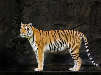young sumatran tiger © titipong8176734