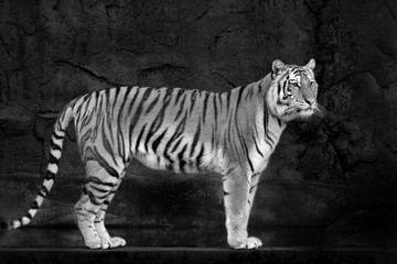 young sumatran tiger