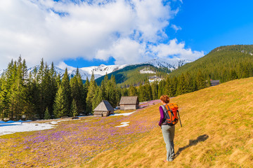 Fototapeta na wymiar Young woman tourist standing on pasture with blooming crocus flowers in Chocholowska valley, Tatra Mountains, Poland