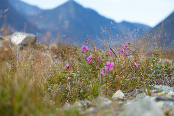 Wild flowers blooming in tundra
