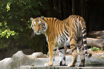 young sumatran tiger