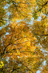 Fototapeta na wymiar Look-up to the crown of autumn trees