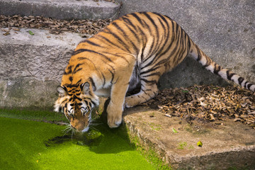 young sumatran tiger