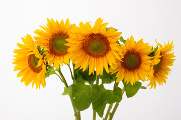 Five yellow sunflowers.