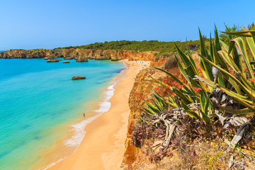 Agave plant and view of beautiful Praia da Rocha beach, Algarve region, Portugal