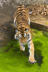 young sumatran tiger